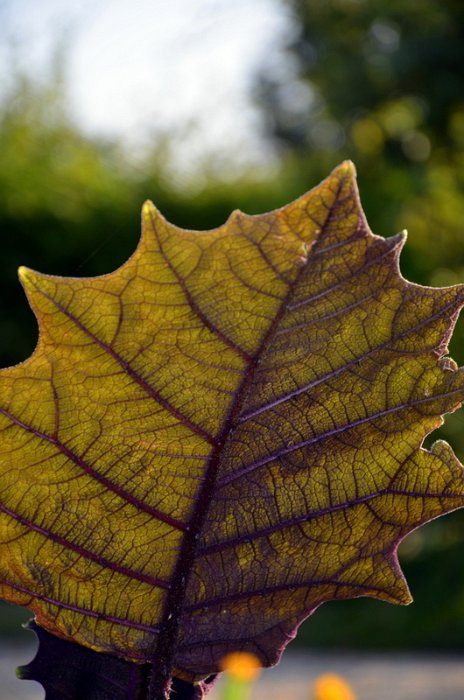Solanum quitoense (3)
